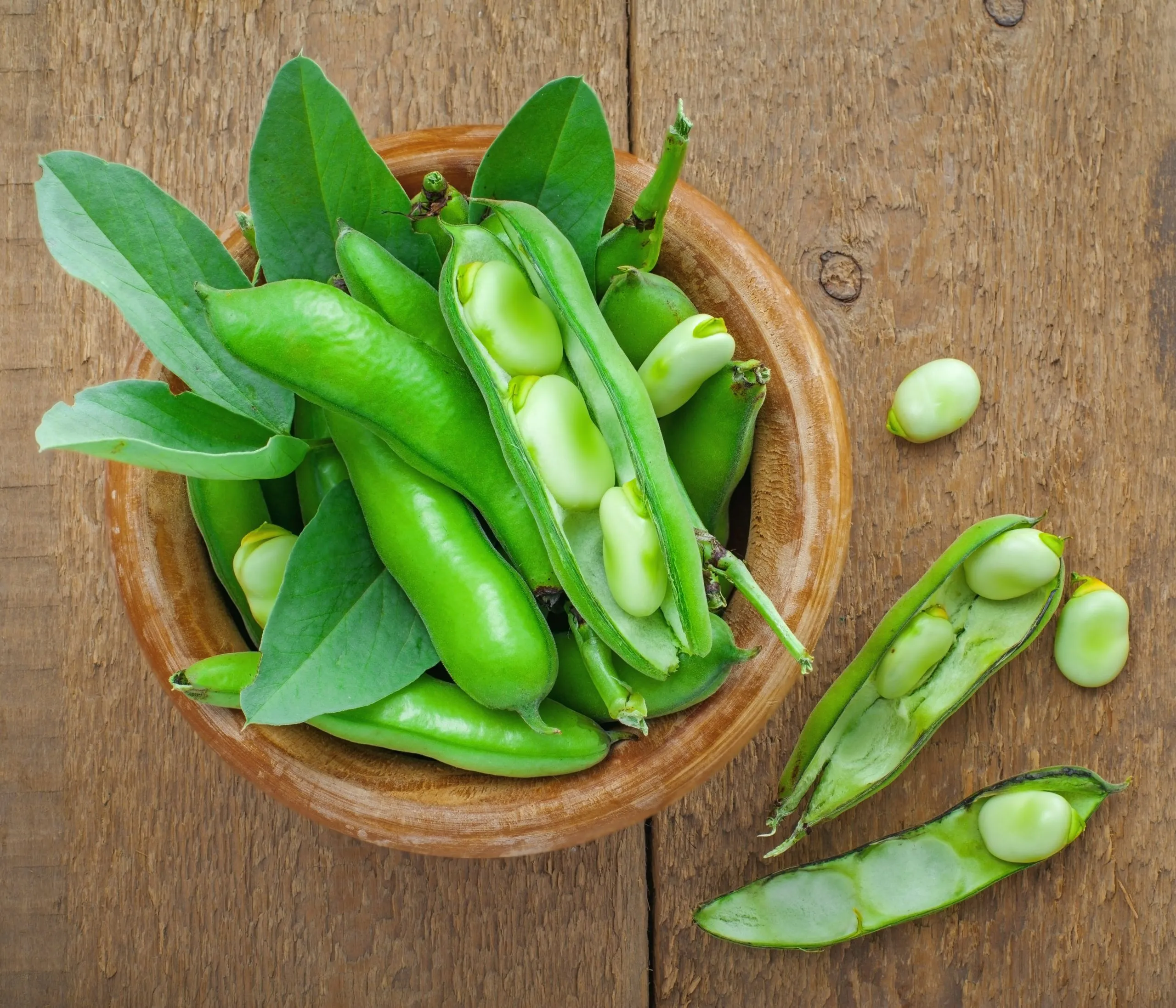 faba-bean